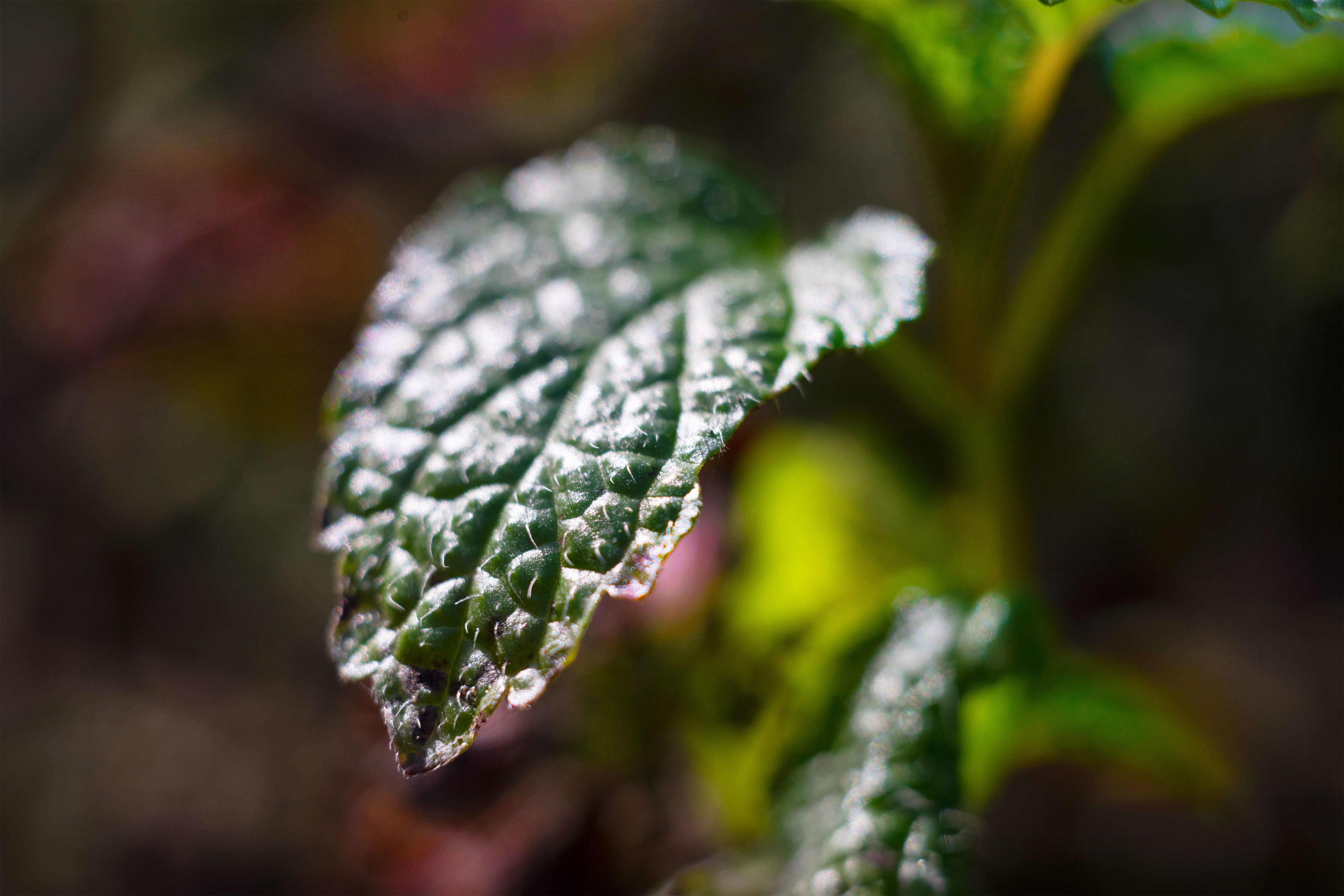 Closeup marco image of a leaf, Creative Commons