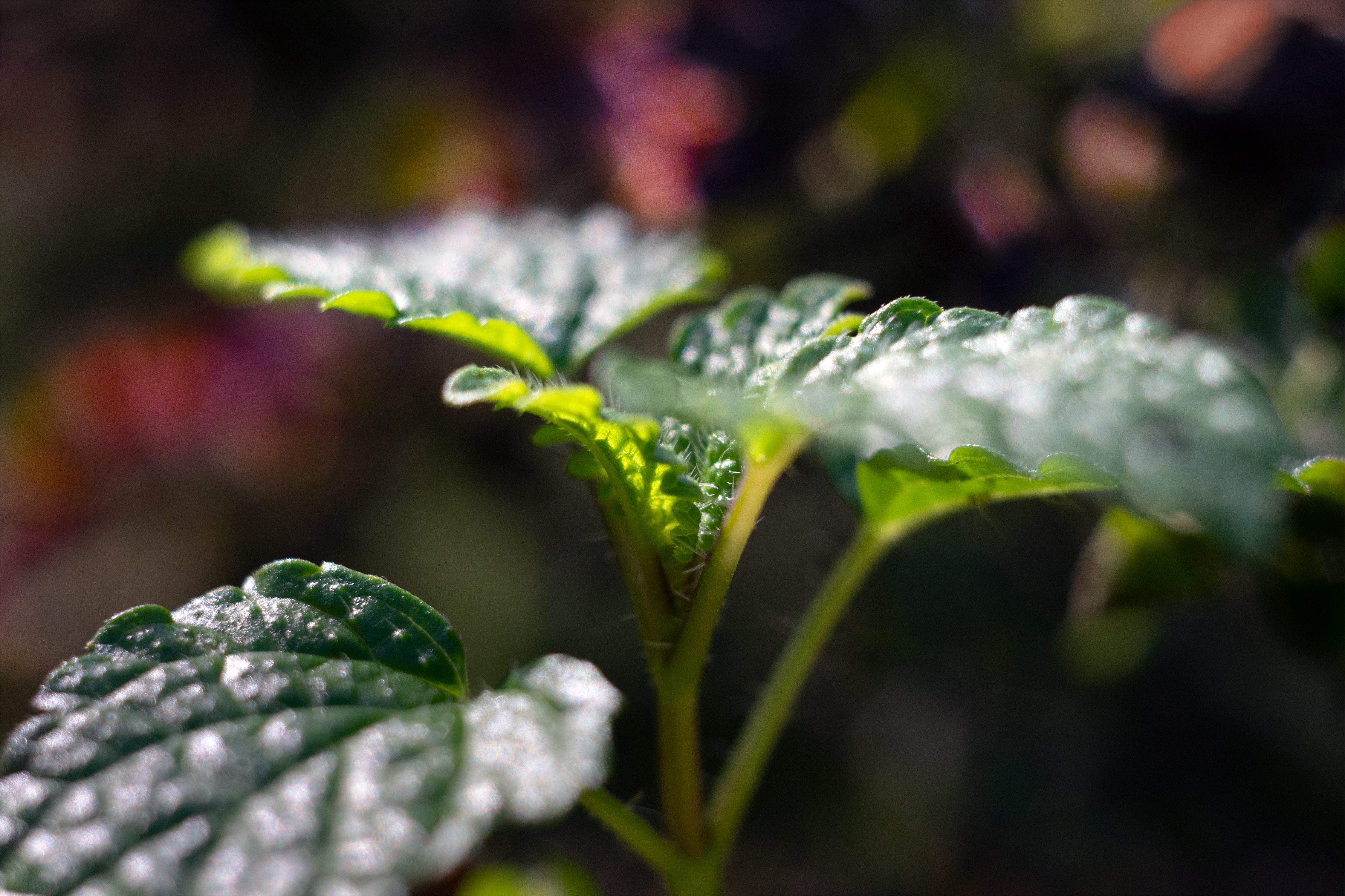 Closeup macro image of a Lemon Balm plant with a light shining through it, macro photography, Creative Commons