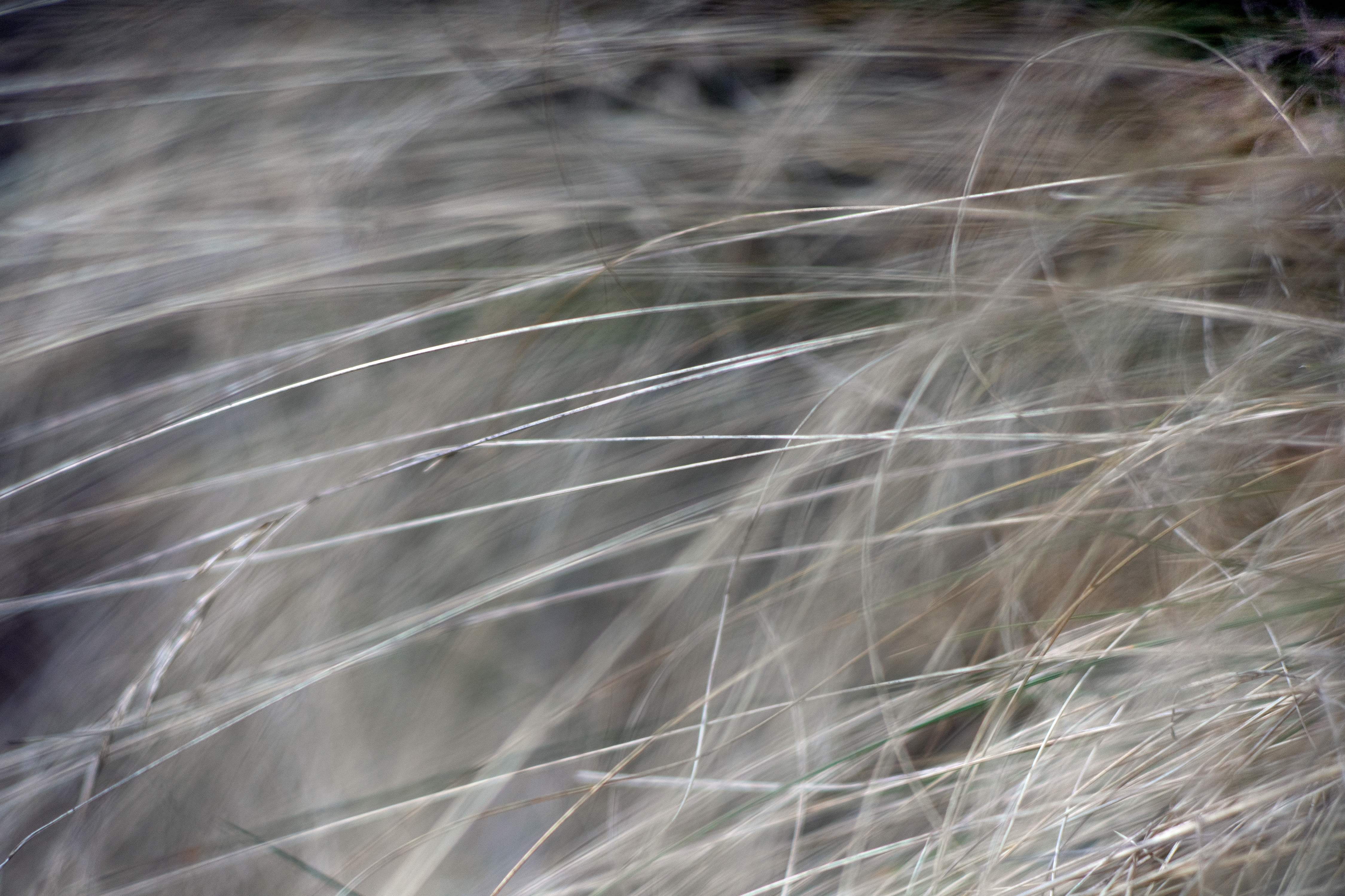 A closeup image of gray grass, Creative Commons