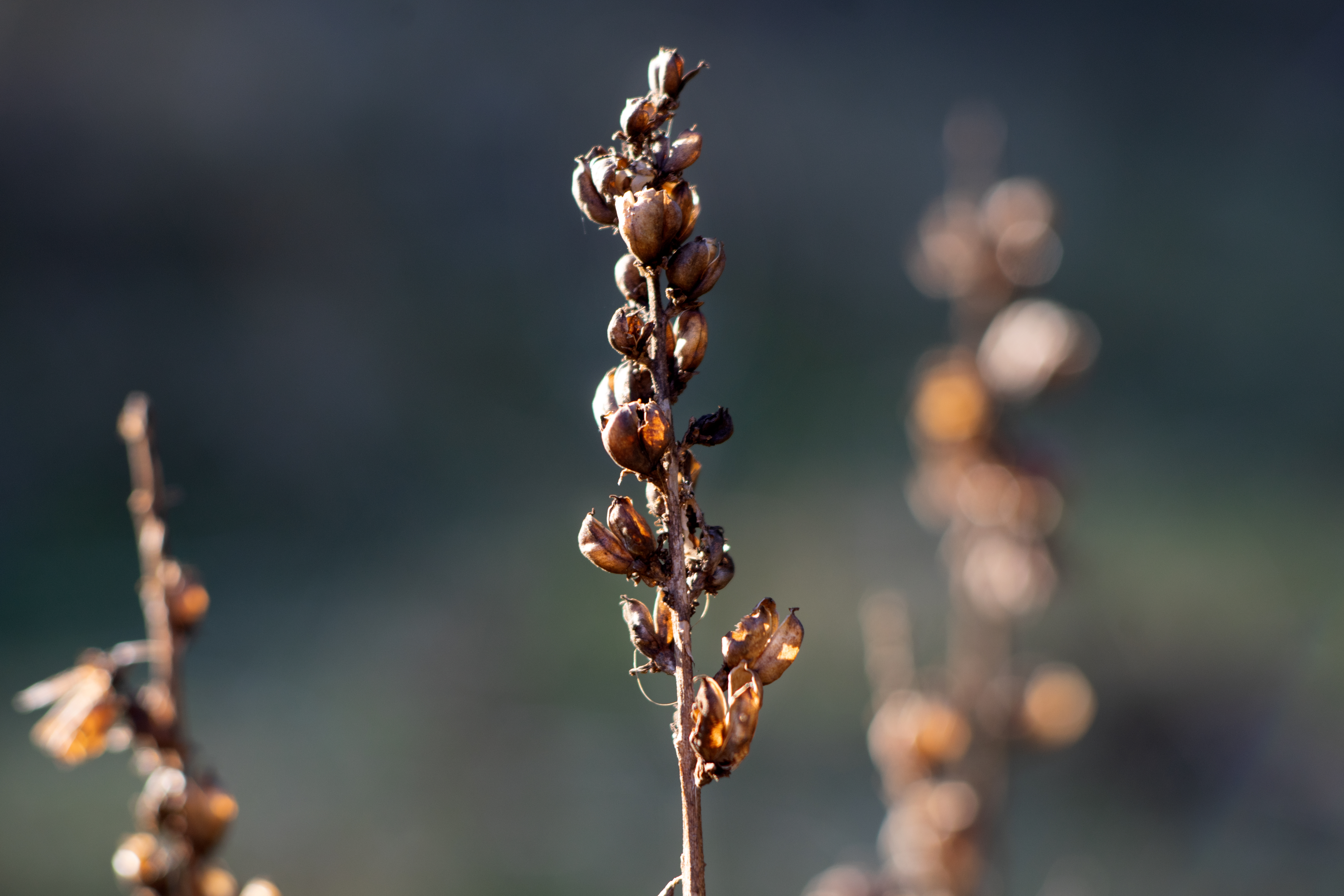 An image of a brown plant with a cinematic background, Creative Commons