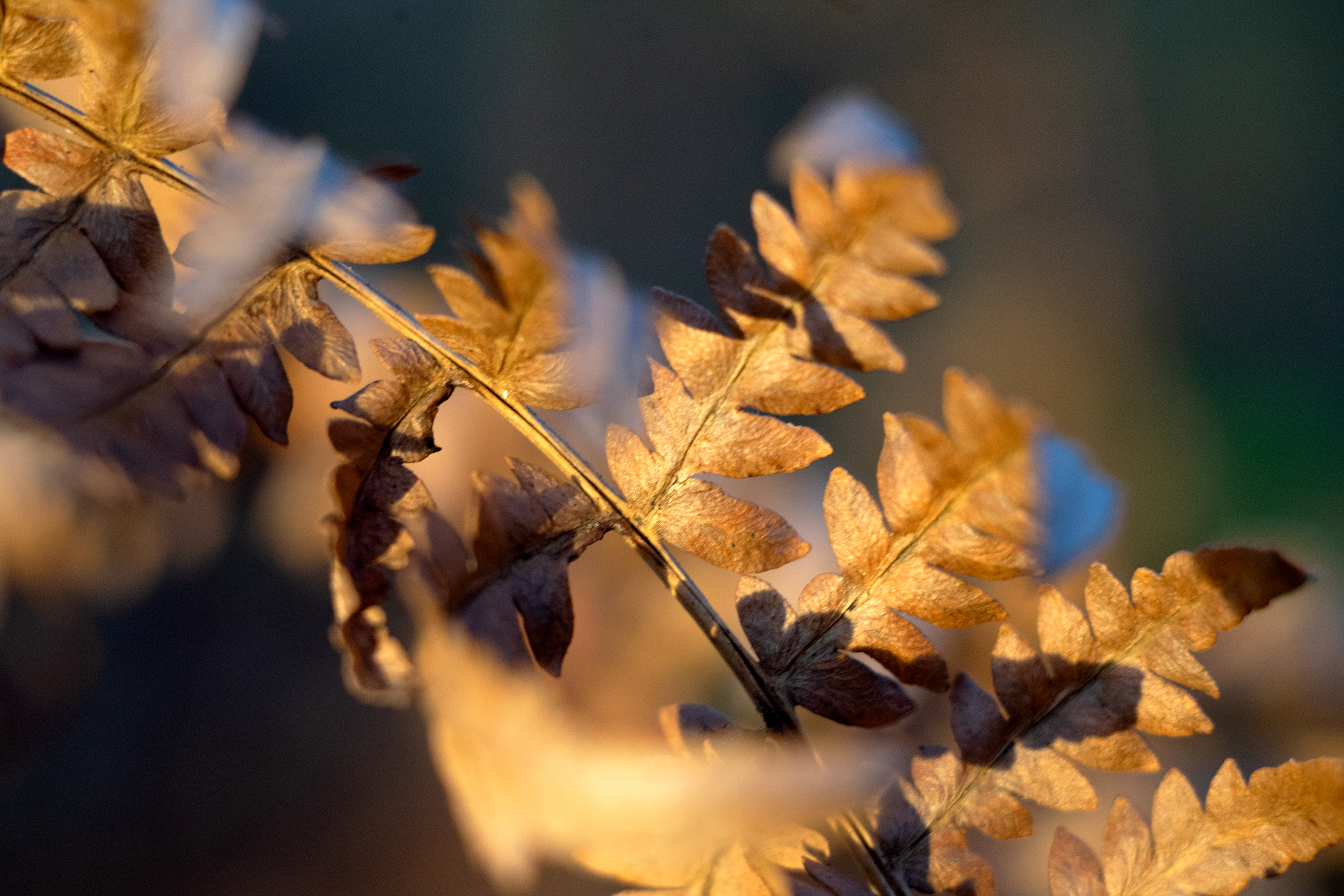 A gray/bronze image of some leaves. Creative Commons