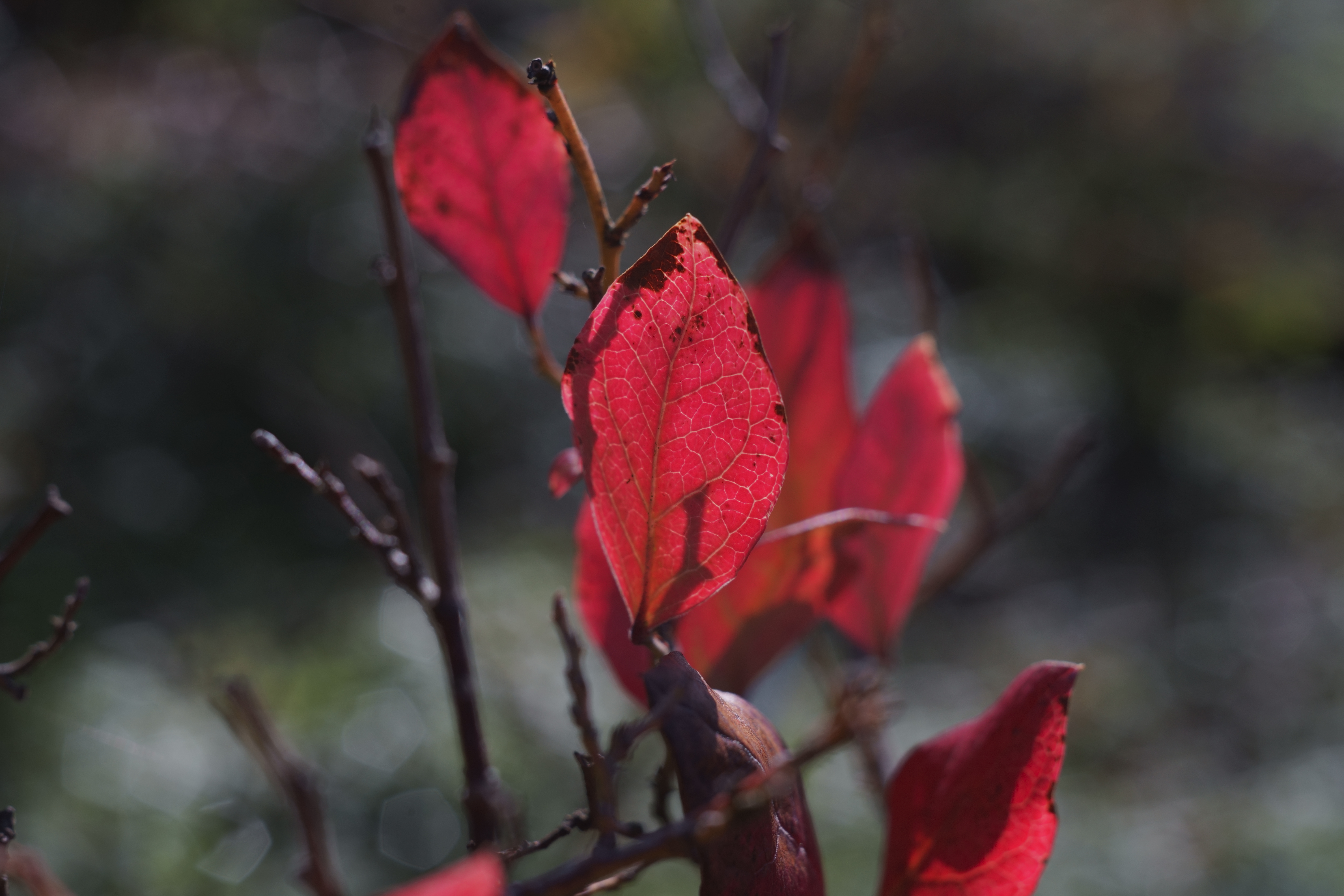 An image of a red blueberry bush, symbolizing fire under the previous image, Creative Commons